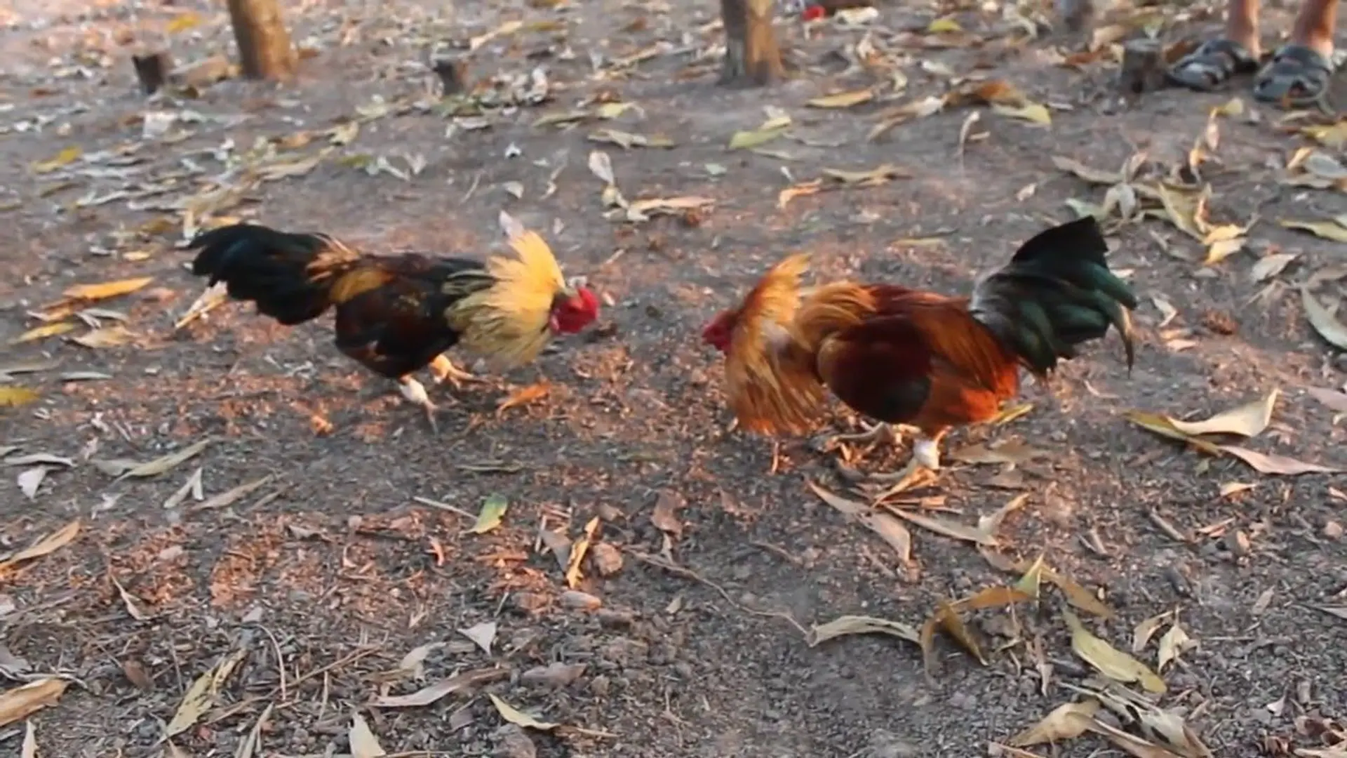 Lý do nên trải nghiệm đá gà Thomo 13Win